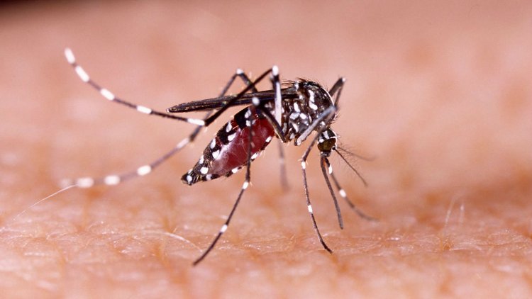Prefeitura de João Monlevade decreta estado de emergência em razão da epidemia de dengue