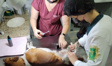 Cadastro para castração de animais é retomado pela Prefeitura de João Monlevade