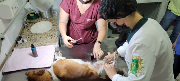 Cadastro para castração de animais é retomado pela Prefeitura de João Monlevade