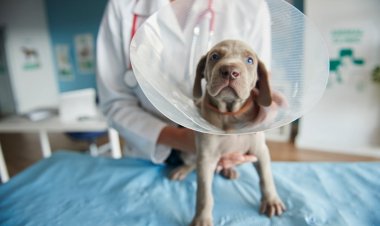 São Gonçalo inicia agendamento para castração gratuita de cães e gatos