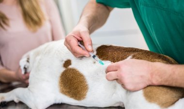 Prefeitura de João Monlevade reforça convite para a vacinação antirrábica neste sábado, 30 de agosto