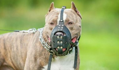 Prefeitura de João Monlevade reforça obrigatoriedade do uso de focinheira para cães considerados perigosos