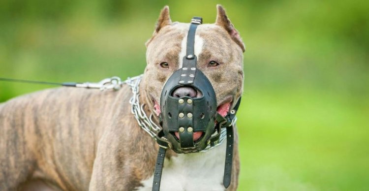 Prefeitura de João Monlevade reforça obrigatoriedade do uso de focinheira para cães considerados perigosos