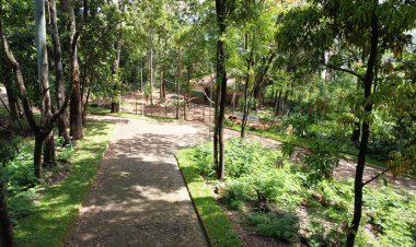 Curso gratuito de Operação e Manutenção de Motosserra será realizado em João Monlevade