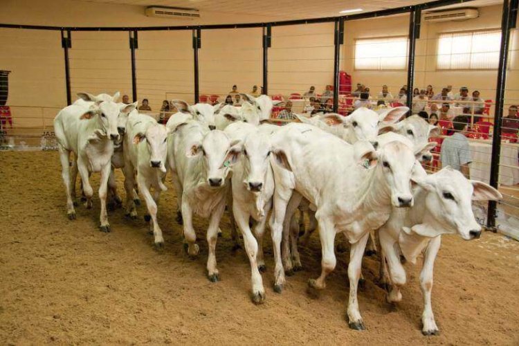 São Gonçalo realiza 18º Leilão de Gado de Leite e Corte no dia 28 de março