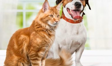 Prefeitura de João Monlevade realiza Campanha de Vacinação Antirrábica Animal 2026