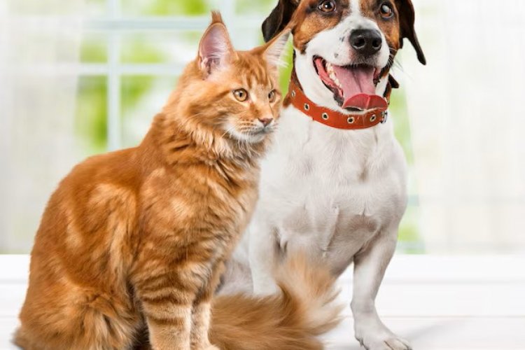 Prefeitura de João Monlevade realiza Campanha de Vacinação Antirrábica Animal 2026